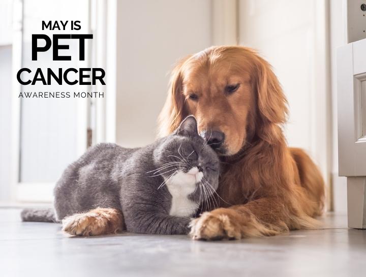 Pet Cancer Awareness Month