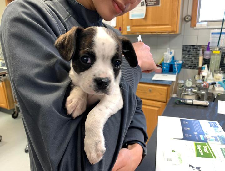 Puppy & Kitten Vaccinations